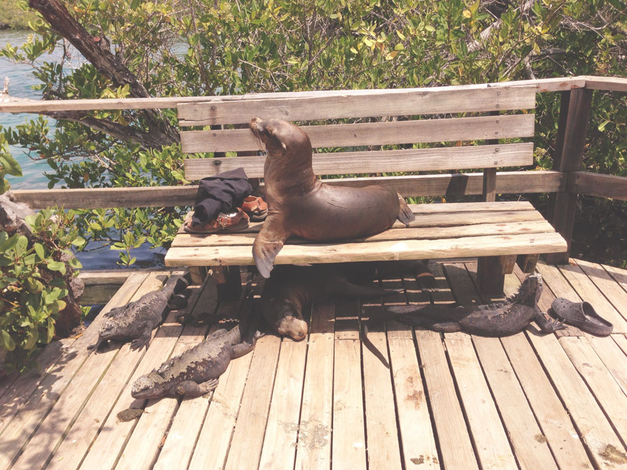 Sea Lions, Iguanas