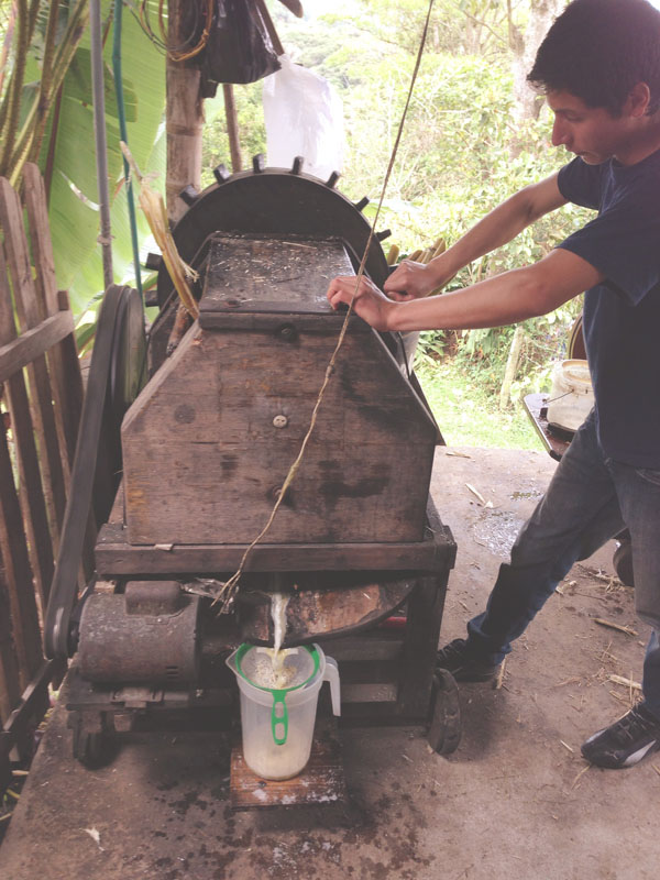 Coconut Diaries
