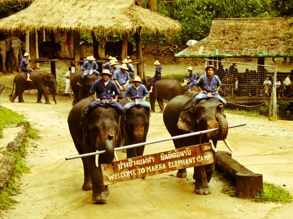 Maesa Elephant Camp