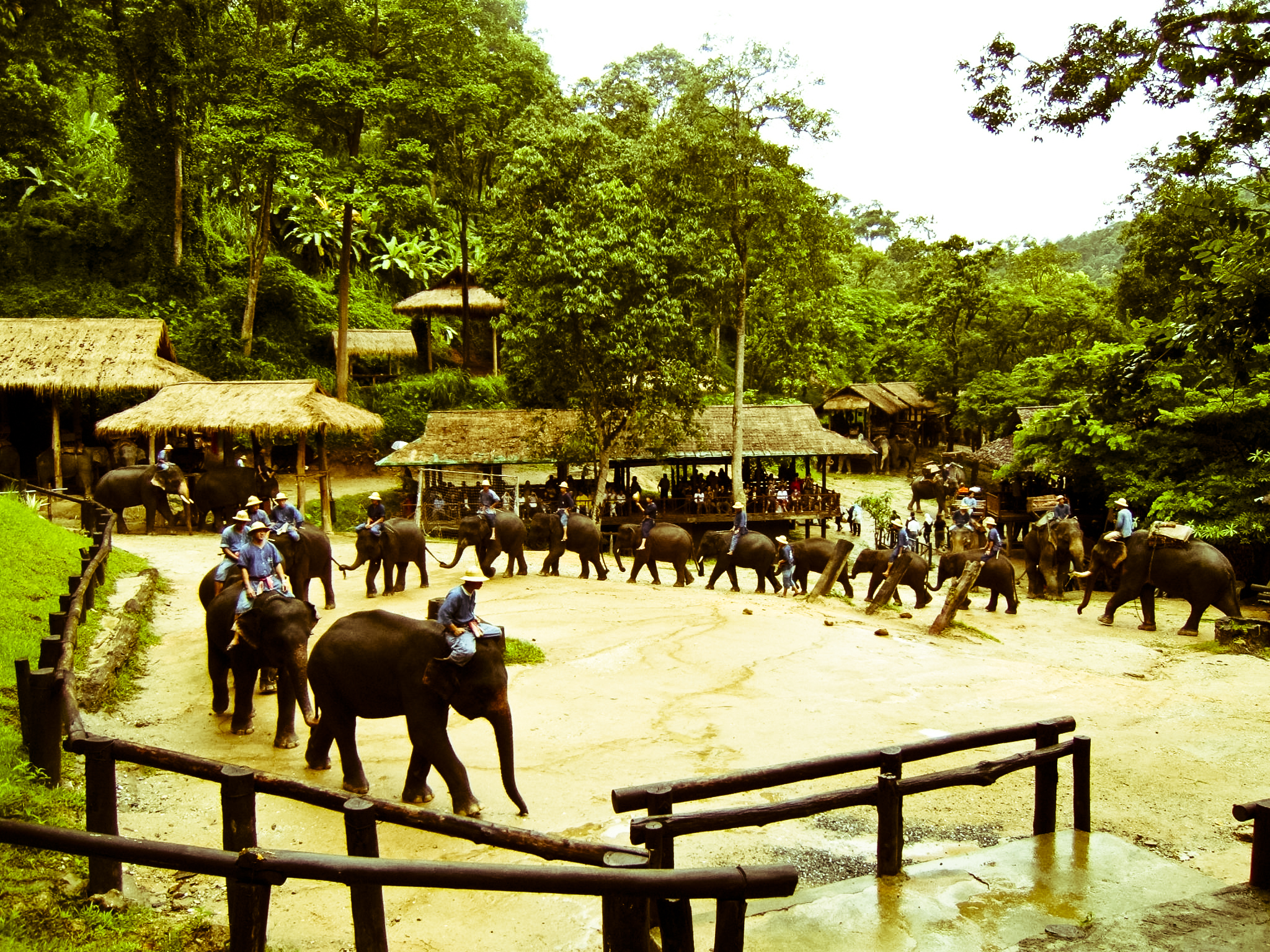 Maesa Elephant Camp