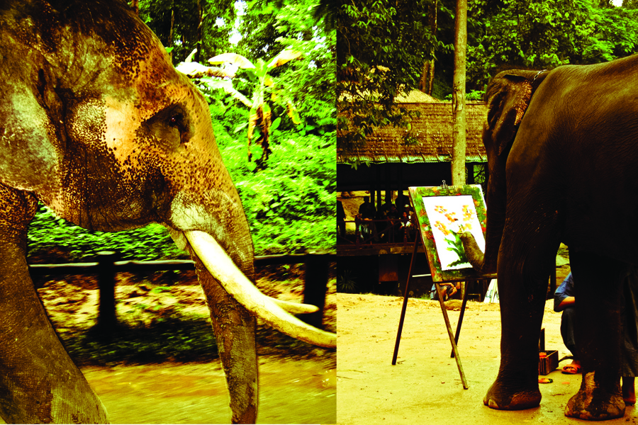 Maesa Elephant Camp
