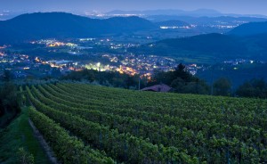vineyard