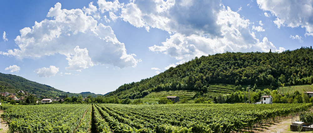 vineyard1