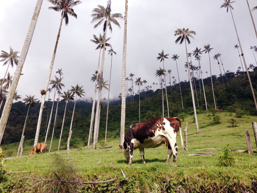 Colombia